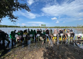 Dalam Rangka HUT TNI, Kodim1313 Pohuwato Tanam 500 Bibit Mangrove