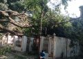 Pohon Tumbang Timpa Rumah dan Usaha Warga di Jalan Bali Gorontalo, Petugas Masih Berjibaku Evakuasi