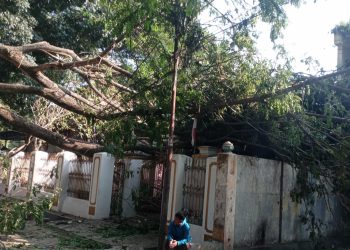 Pohon Tumbang Timpa Rumah dan Usaha Warga di Jalan Bali Gorontalo, Petugas Masih Berjibaku Evakuasi