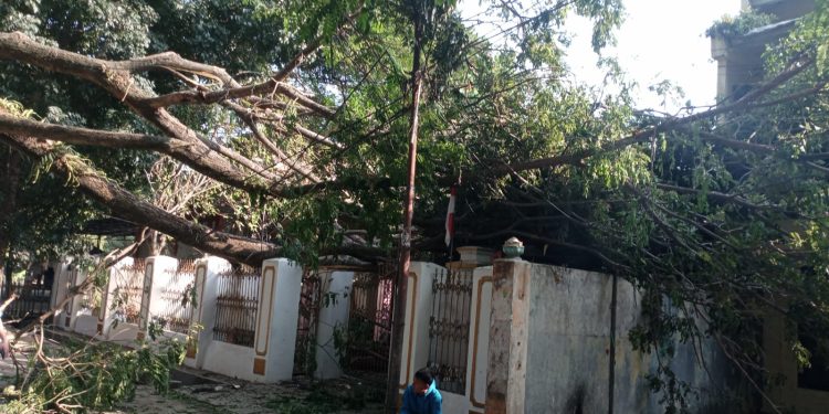 Pohon Tumbang Timpa Rumah dan Usaha Warga di Jalan Bali Gorontalo, Petugas Masih Berjibaku Evakuasi