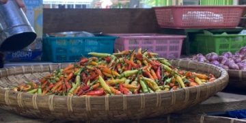 Harga Rica Mulai Turun, dari Rp140 Ribu Kini Rp120 Ribu per Kilogram