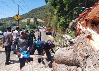 Pohon Tumbang Hambat Jalan Trans Sulawesi, Personel Polairud Polda Gorontalo Turun Evakuasi