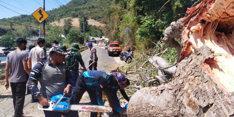 Pohon Tumbang Hambat Jalan Trans Sulawesi, Personel Polairud Polda Gorontalo Turun Evakuasi