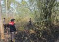 Update: Kebakaran Lahan di Gorontalo Terus Terjadi, Bone Bolango Jadi Wilayah Paling banyak Laporannya